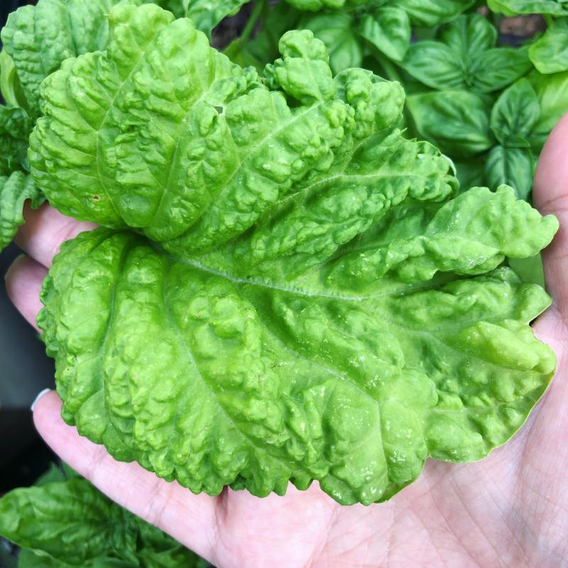 Босилек едролистен - O. basilicum Lettuce Leaf (7009)